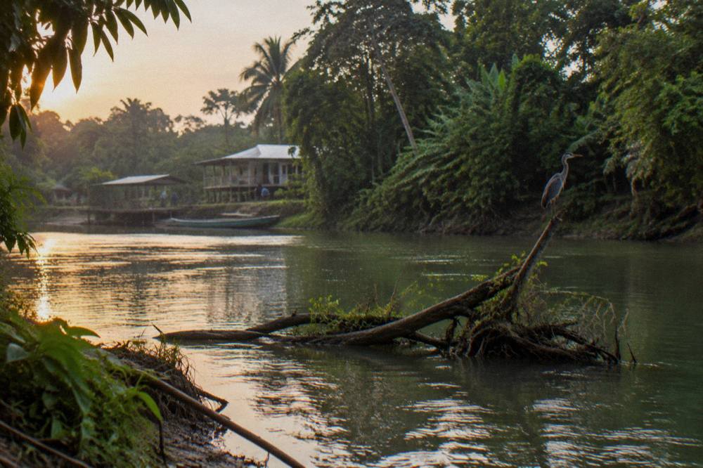 Calm green water of the Sarapiqui River flowing past dense rainforest and a fallen tree
